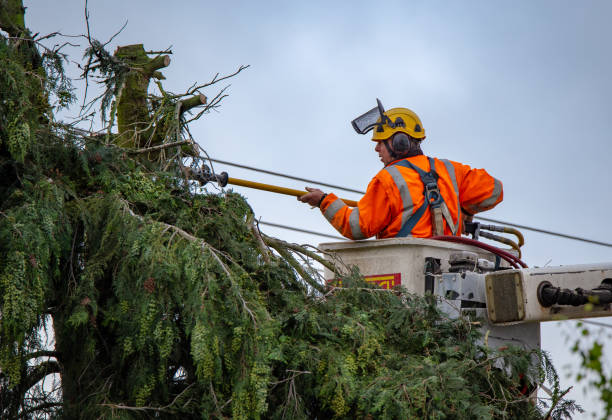 Best Palm Tree Trimming  in North Scituate, MA