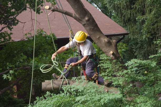 Best Fruit Tree Pruning  in North Scituate, MA